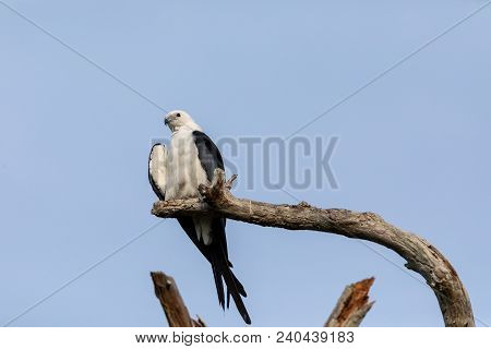 White And Grey Male Swallow-tailed Kite Elanoides Forficatus Perches On A Dead Tree