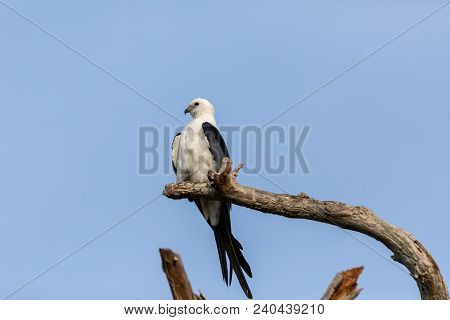 White And Grey Male Swallow-tailed Kite Elanoides Forficatus Perches On A Dead Tree