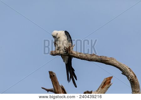White And Grey Male Swallow-tailed Kite Elanoides Forficatus Perches On A Dead Tree