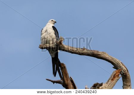 White And Grey Male Swallow-tailed Kite Elanoides Forficatus Perches On A Dead Tree