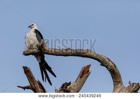White And Grey Male Swallow-tailed Kite Elanoides Forficatus Perches On A Dead Tree