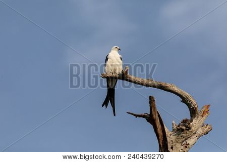 White And Grey Male Swallow-tailed Kite Elanoides Forficatus Perches On A Dead Tree
