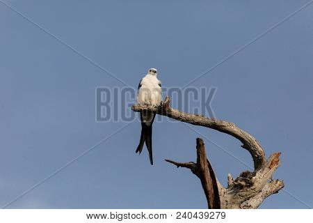 White And Grey Male Swallow-tailed Kite Elanoides Forficatus Perches On A Dead Tree