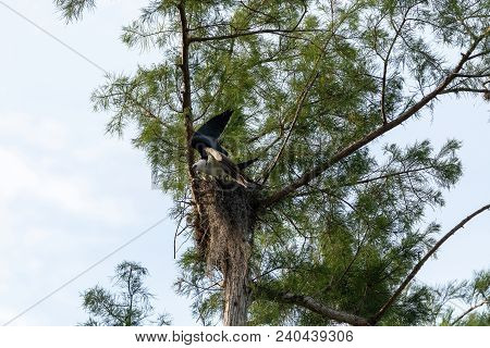Male Swallow-tailed Kite Elanoides Forficatus Leaves The Nest In Naples, Florida