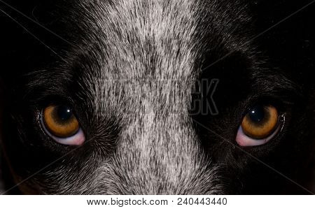 Dog eyes looking up to viewer, closeup and intense