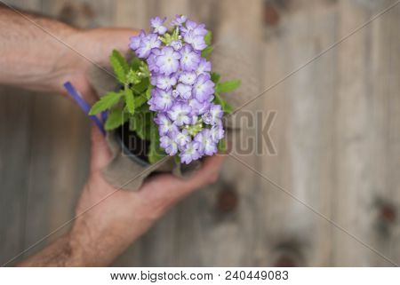 Men's Hands Tie Purple Bow On Flower Pot With Little Purple Flowers Decorated With Burlap Fabric. Wo