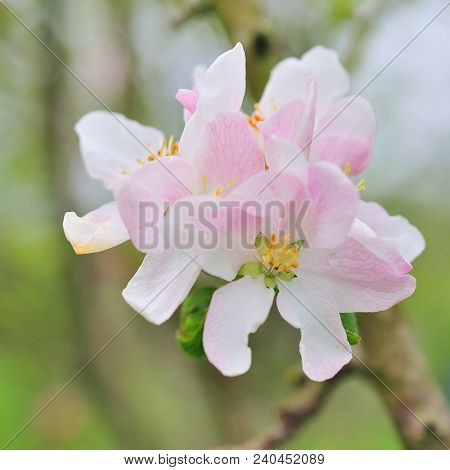 Flowering Apple Tree Against In Spring Day
