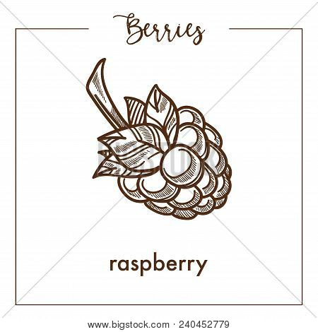 Sweet Ripe Delicious Raspberry Monochrome Berry Sepia Sketch. Small Berry That Grown On Bush Full Of