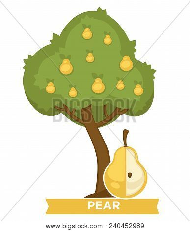 Pear Tree Full Of Ripe Juicy Fruits In Thick Foliage. Delicious Natural Food Grown In Orchard. Healt