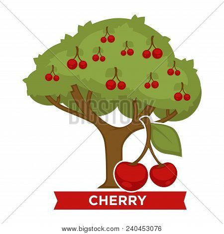 Cherry Tree With Ripe Berries All Over Thick Foliage. Delicious Organic Food Grown At Farm. Green Pl