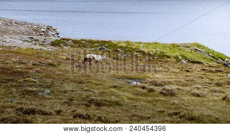 Norway, Young Reindeers Walking In The Nature North Of Hammerfest On A Summer Day