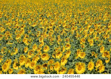 Sunflowers Field Near Arles  In Provence, France