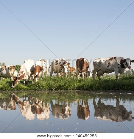 Red And White Cows Under Blue Sky In Green Grassy Meadow Reflected In Water Of Canal On Sunny Spring