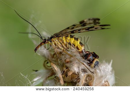 Spider Sits On A Flower And Eats A Common Scorpion Fly.