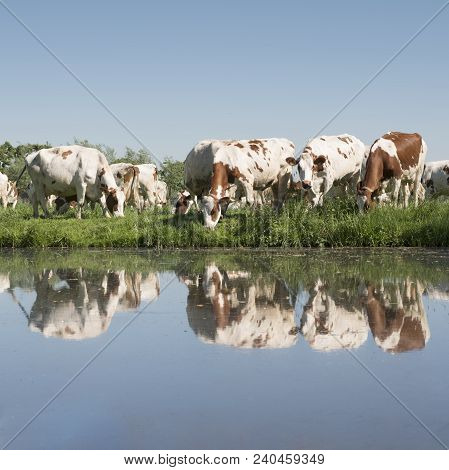 Red And White Cows Under Blue Sky In Green Grassy Meadow Reflected In Water Of Canal On Sunny Spring