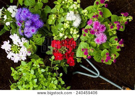 Fresh Flowers And Gardening Tools In The Soil
