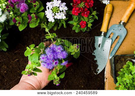 Woman Planting Flowers In The Soil First Person View