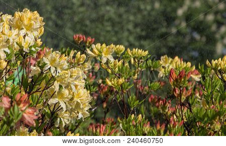 Rhododendron Azalea Mollis Azalea Molle Bush With Yellow Flowers In Garden On Green Bokeh Backgraund