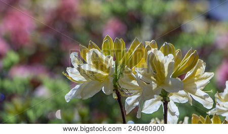 Rhododendron Azalea Mollis Azalea Molle Bush With Yellow Flowers In Garden On Green Bokeh Backgraund