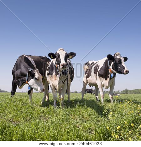 Black And White Cows In Green Grassy Dutch Summer Meadow With Flowers And Blue Sky In The Netherland