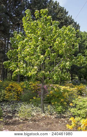 Rhododendron Azalea Mollis Azalea Molle Bush With Yellow Flowers In Garden On Green Bokeh Backgraund