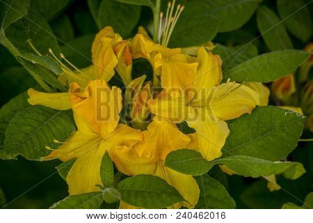 Rhododendron Azalea Mollis Azalea Molle Bush With Yellow Flowers In Garden On Green Bokeh Backgraund
