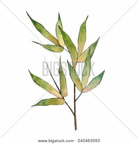 Bamboo Tree In A Watercolor Style Isolated. Aquarelle Wild Bamboo Tree For Background, Texture, Wrap