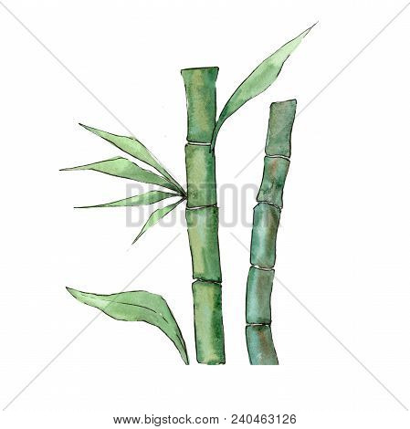 Bamboo Tree In A Watercolor Style Isolated. Aquarelle Wild Bamboo Tree For Background, Texture, Wrap