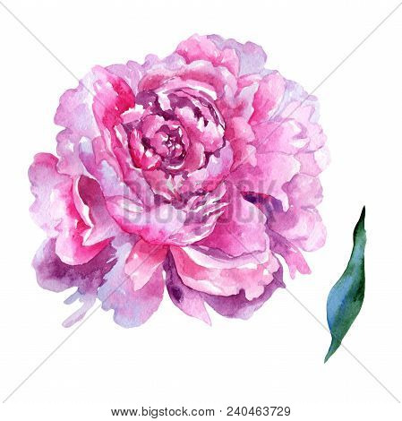 Wildflower Peony Pink Flower In A Watercolor Style Isolated. Aquarelle Wildflower For Background, Te