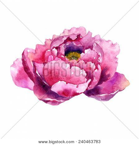Wildflower Peony Pink Flower In A Watercolor Style Isolated. Aquarelle Wildflower For Background, Te