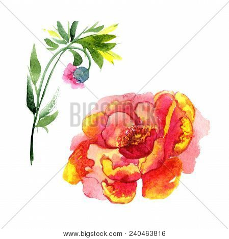 Wildflower Peony Pink Flower In A Watercolor Style Isolated. Aquarelle Wildflower For Background, Te