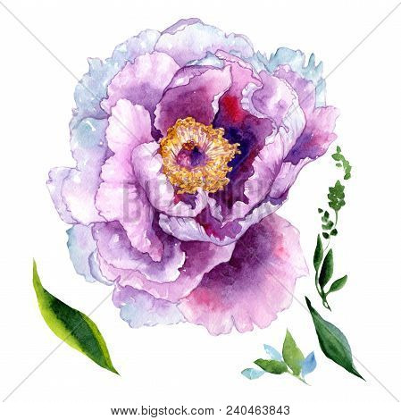 Wildflower Peony Pink Flower In A Watercolor Style Isolated. Aquarelle Wildflower For Background, Te
