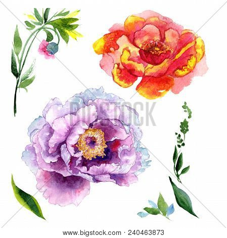 Wildflower Peony Pink Flower In A Watercolor Style Isolated. Aquarelle Wildflower For Background, Te