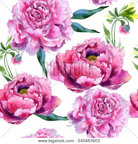 Wildflower Peony Pink Flower Pattern In A Watercolor Style. Aquarelle Wildflower For Background, Tex
