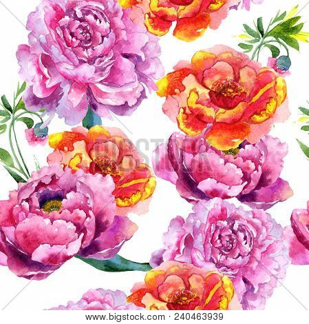 Wildflower Peony Pink Flower Pattern In A Watercolor Style. Aquarelle Wildflower For Background, Tex