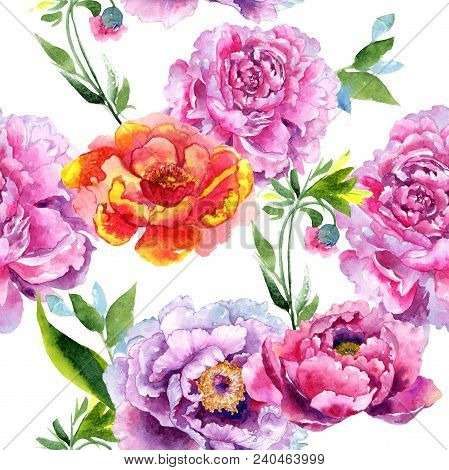 Wildflower Peony Pink Flower Pattern In A Watercolor Style. Aquarelle Wildflower For Background, Tex