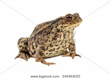 European Common Toad (bufo Bufo) Isolated On White Background