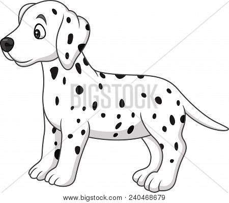 Baby Dalmatian Dog Breed  Isolated On A White Background