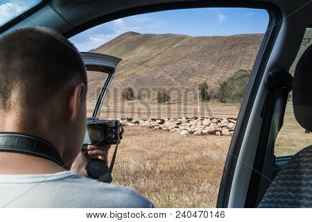 Beloretsk, Russia - August 02, 2016: Sheeps Near Road In Mountain And Boy Takes Picture Of Them