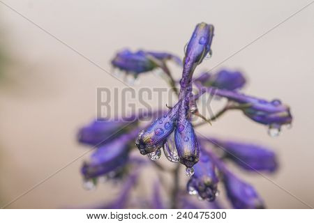 Larkspur Purple Flowers, Delphinium Elatum With Water Drops After Rain In A Garden, Close Up