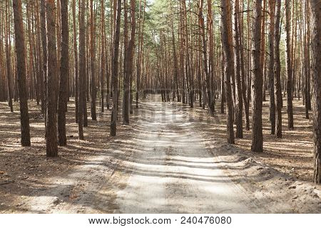 Pine Forest Rural Sand Road Summer Day Sith Sunlight