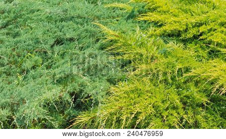 Background Of Shrubs Of The Different Kinds Of Junipers In Park In Summer