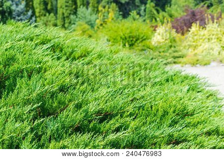 Background Of The Shrub Of Juniper At Selective Focus On A Blurred Background Of Other Evergreen Pla