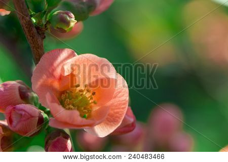 Red Flowers Of Japanese Quince. Blooming Maule's Quince Chaenomeles Japonica