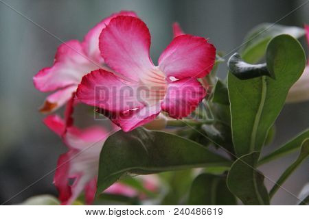 Adenium Obesum (kamboja Jepang) Flowers Of Blooming. Natural Adenium Obesum Flower Landscape. Closeu