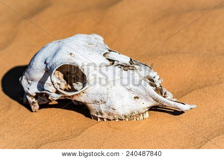 Close Up Skull Of Sheep Lying In Sand In Desert. Murraine Or Famine Concept