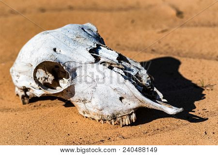 Close Up Skull Of Sheep Lying In Sand In Desert. Murraine Or Famine Concept