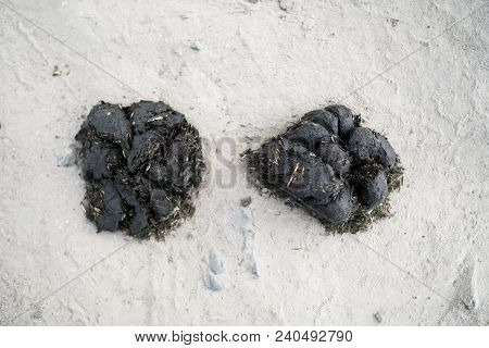 Two Big Pile Of Horse Manure On A Sand Road. A Pile Of Fresh And Smelly Horse Manure On A Dirt Road.