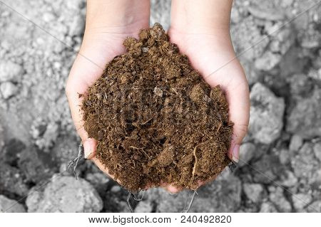 Asian Girl Holding Hands Before The Ground Breaking Of The Ground. Soil Deterioration Can Not Grow C