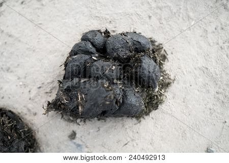 Big Pile Of Horse Manure On A Sand Road. A Pile Of Fresh And Smelly Horse Manure On A Dirt Road. Dro